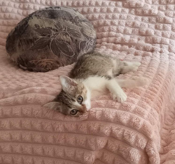 Харьков! Отдаётся  кошечка ответственным хозяевам!