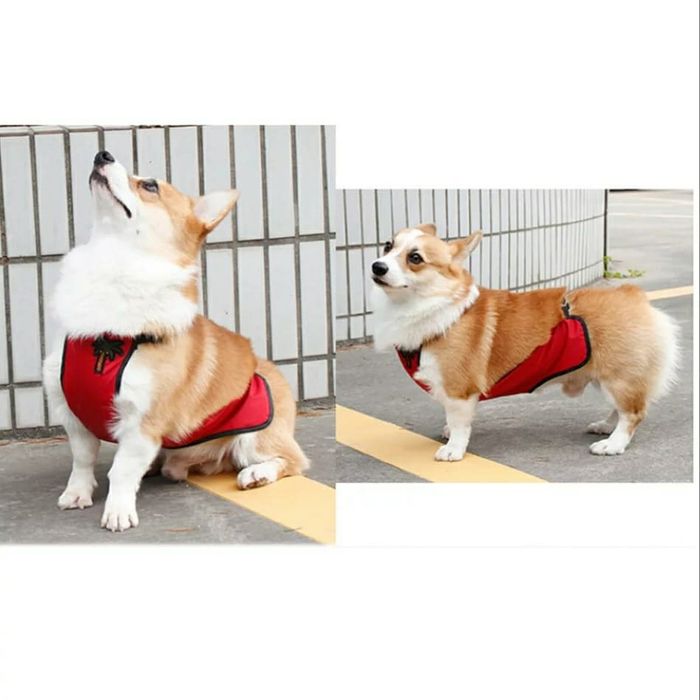 Дождевик для собак. Фартук дождевик для корги, такс, скотч терьеров