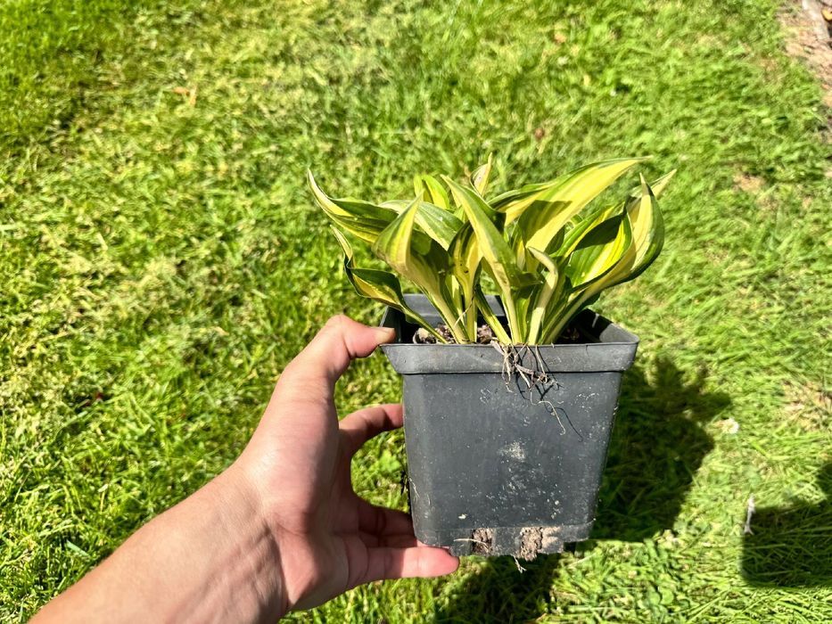 Funkia Hosta 'Lakeside Little Tuft' W DONICZCE 2.0L, Miniaturowa,