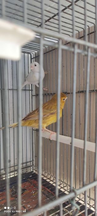 Canaria  timbrada espanhola