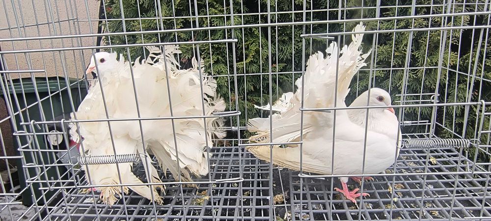 Gołębie pawiki ogrodowe