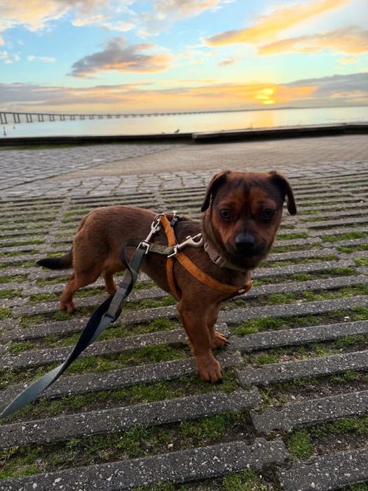 Beringela Procura Lar