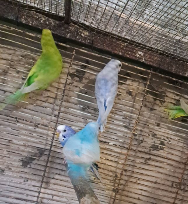 Casal de ring necks e periquitos australianos
