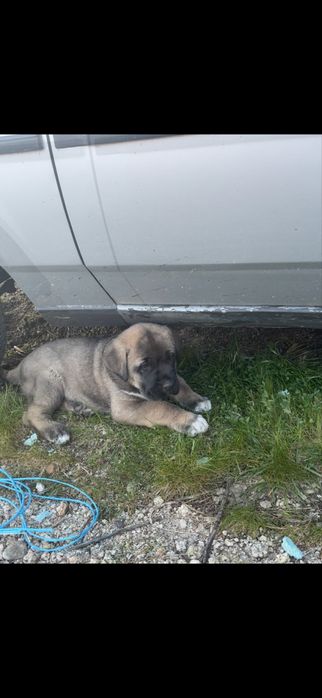 Cao raça kangal puros