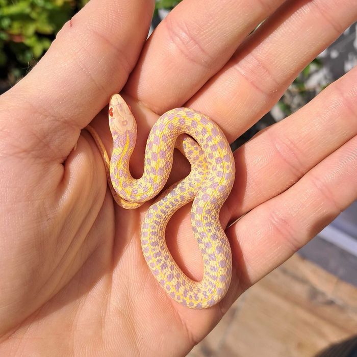Wąż pończosznik Thamnophis marcianus albino cb25