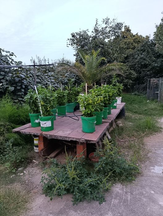 Plantas de Carolina reaper e ghost pepper já transplantadas em balde de 25 litros