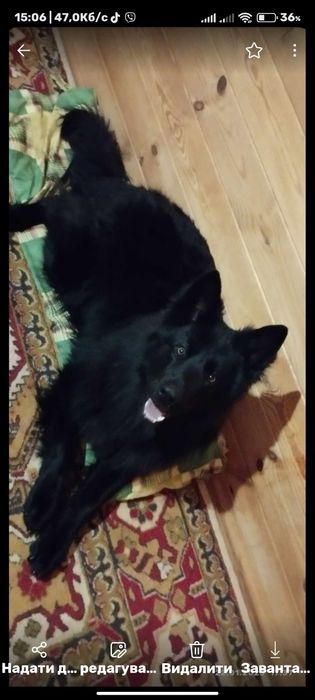 Гарний парубок Німець шукає собі дівчінку для шаленного коханняо