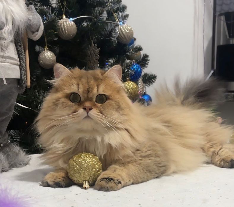 Шотландський хлопчик золота шиншила