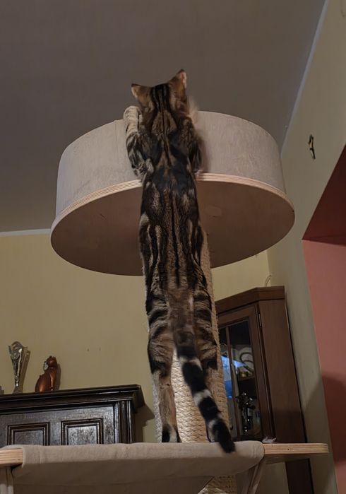 SAVABI - Nowa Rasa kocurek