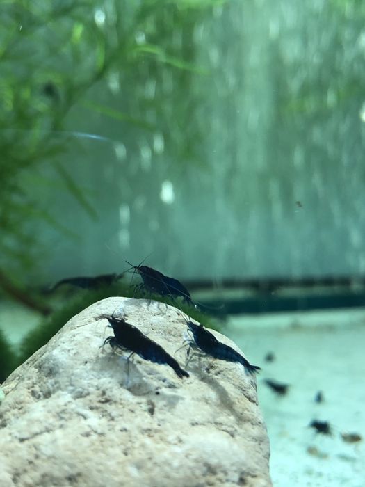 Аквариумные креветки: Blue Dream синяя, красная, оранжевая Сакура