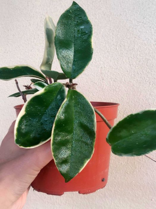 Planta Hoya Krimson Queen