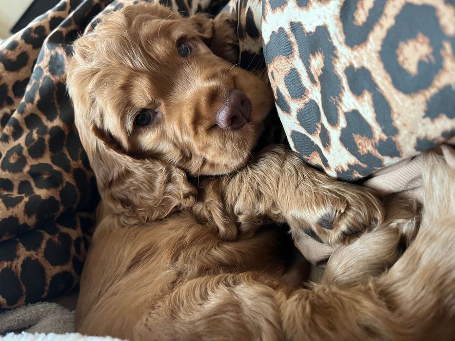 Кокер-спаніель хлопчик