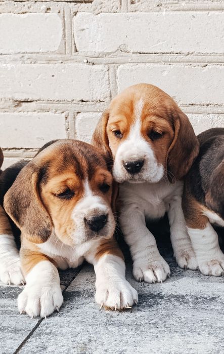 Beagle tricolor piesek suczka