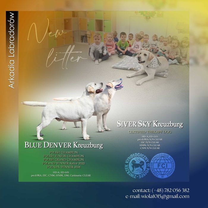 Labrador Retriever FCI, Do Terapii, Dogoterapii