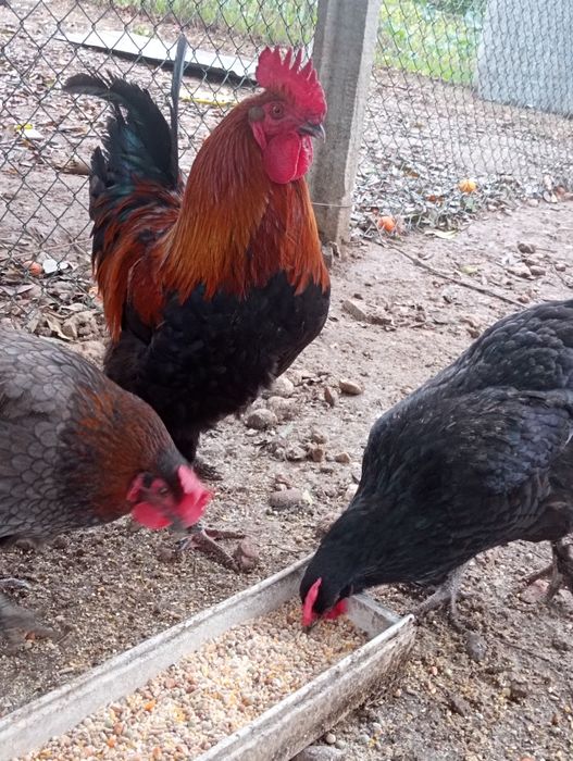 Pintos  pedrês portuguesa , malines, Marans,  rohde island red