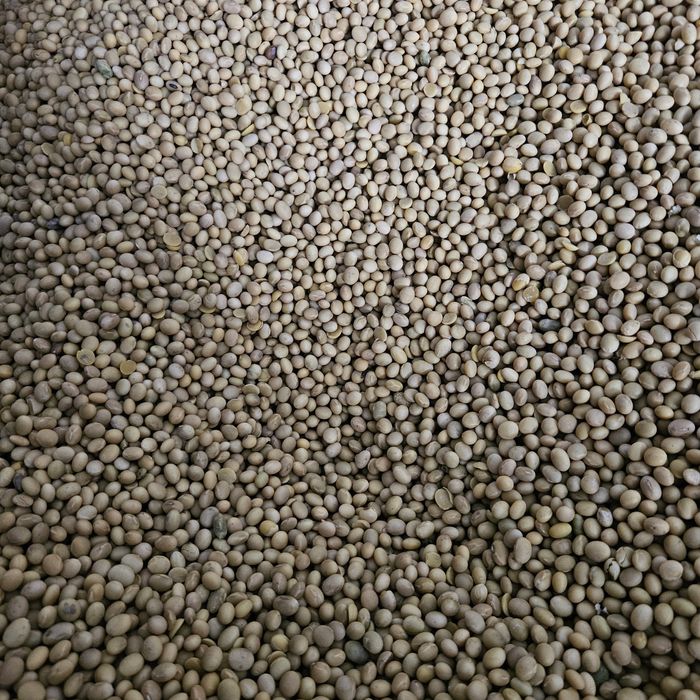 Soja czyszczona Adelfia