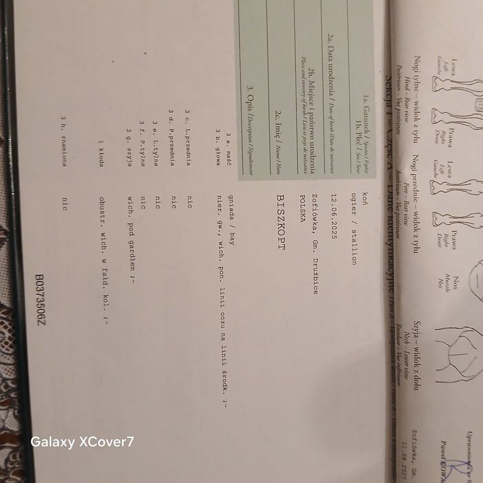 Sprzedam w komplecie klacz że źrebakiem