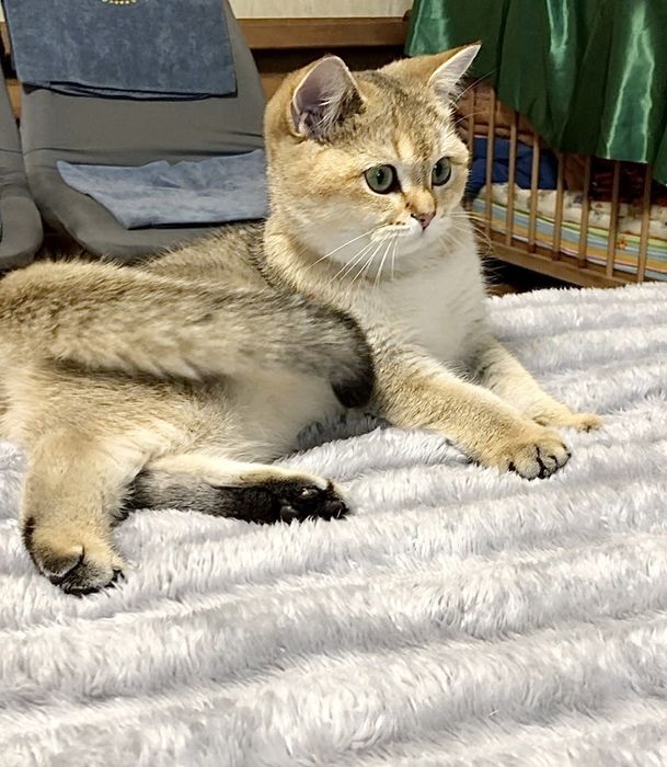 Дівчатка. Золота шиншилла. Купити в Київі в Україні.