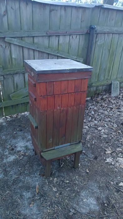 Rodziny pszczele w ulach