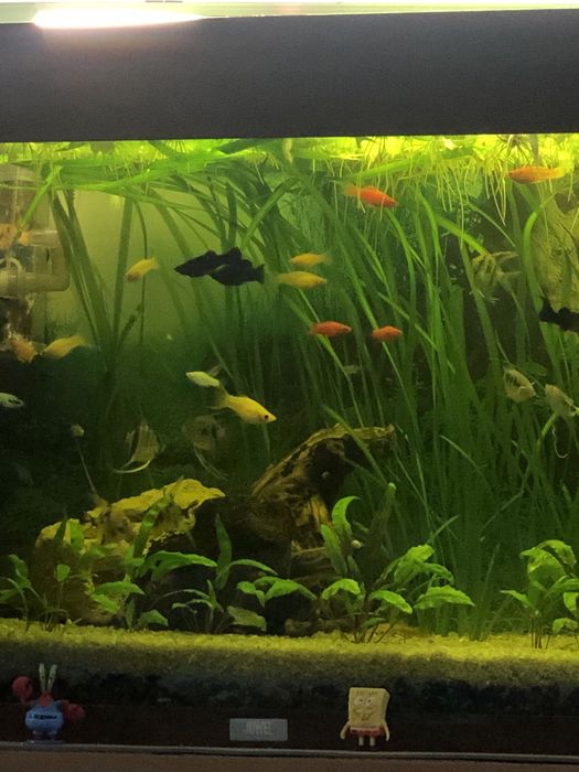 Продам акваріуми прямокутні 24-125л за доступними цінами