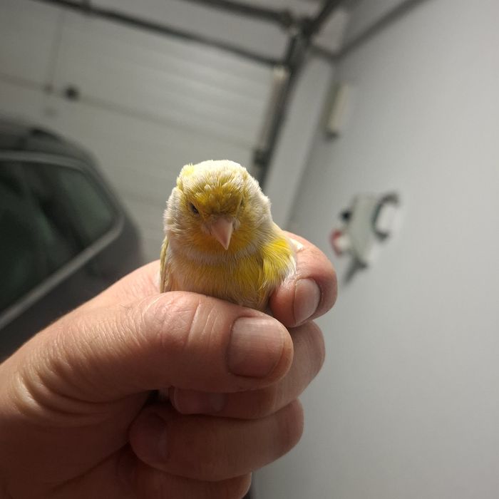 Kanarki na sprzedaż 2025 samiec