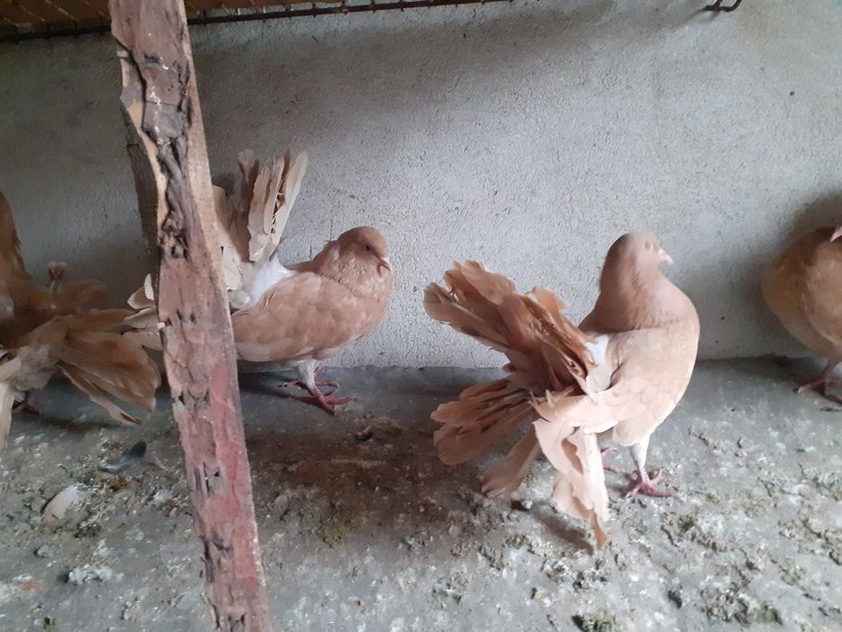 Sprzedam pawie żółte