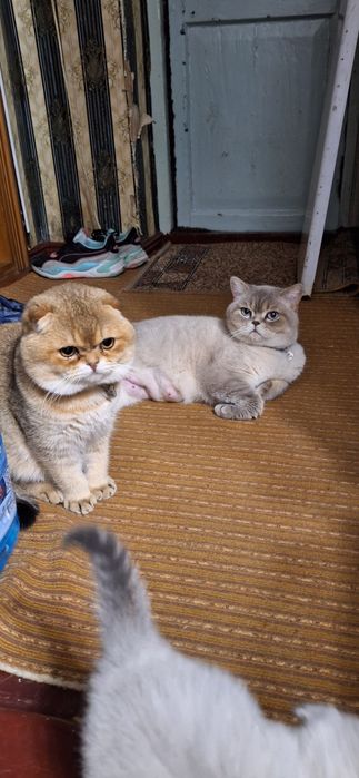 Вязка шотландского кота