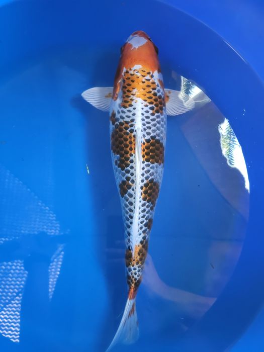 Japońskie karpie koi