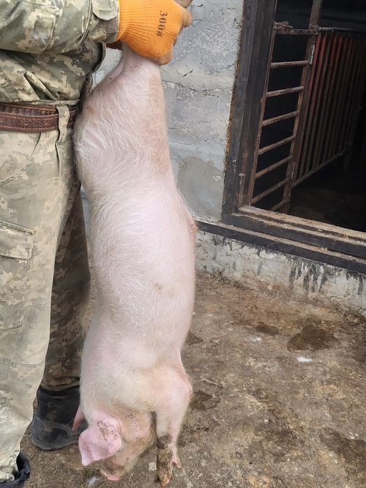 Продам або обміняю кабанчика,  вік 2.5 місяця