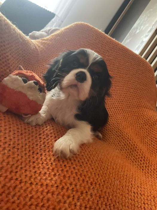 Cavalier king charles spaniel tricolor piesek z rodowodem