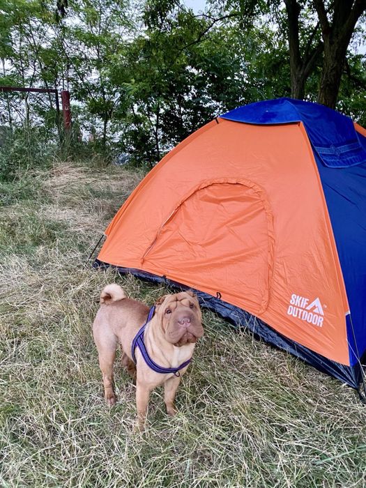 Случка шарпей одесса