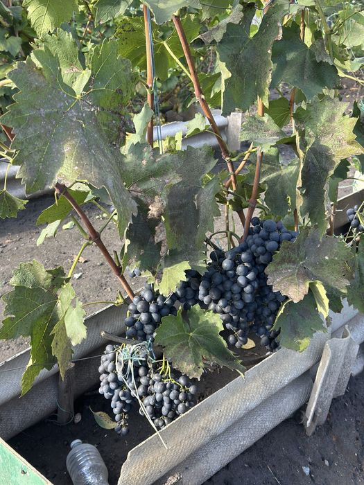 Продам будинок в смт. ВОЛОДАРКА