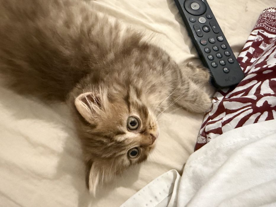 Gatinha Scottish straight chocolate tabby