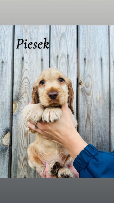 Szczeniaki Cockier spaniel