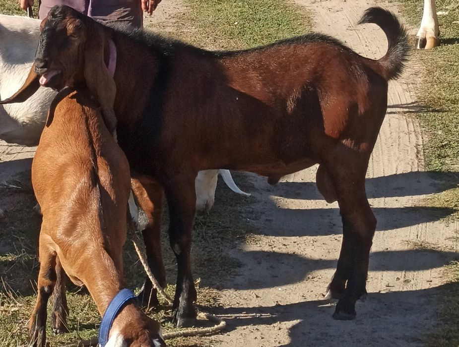 Продам цапа, козу  Нубійця 100%, в'язка.
