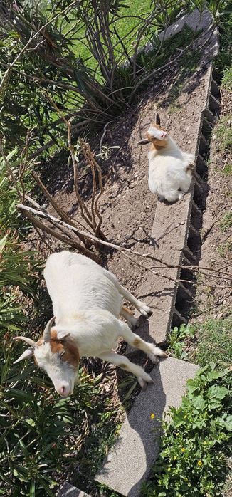 Lindas Cabras anãs