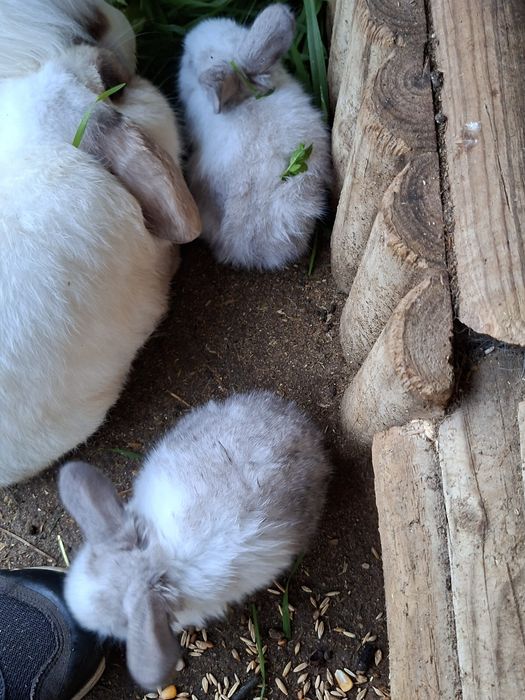 Coelhos Anões Raça Belier Puros