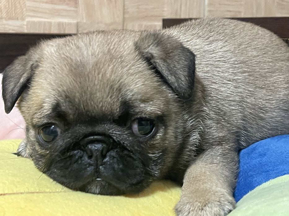 Мопс цуценята абрикосового рідкісного окрасу і бежеві. КСУ