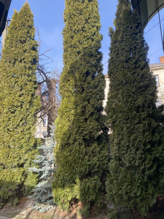 Туя 5 м  3 шт під зріз