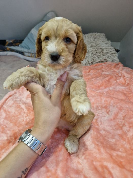 Cockapoo suczka cockapoo