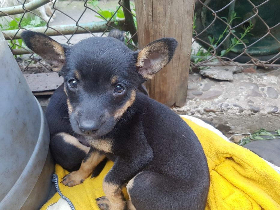 Щенки маленькой породы