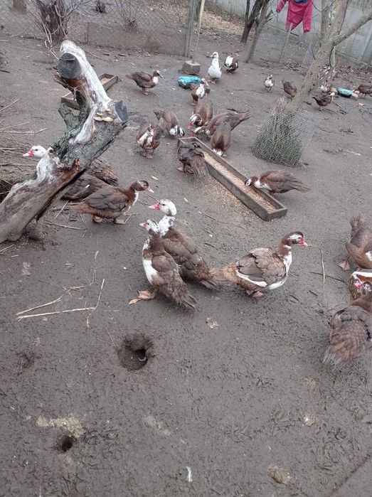 Продам індокачок