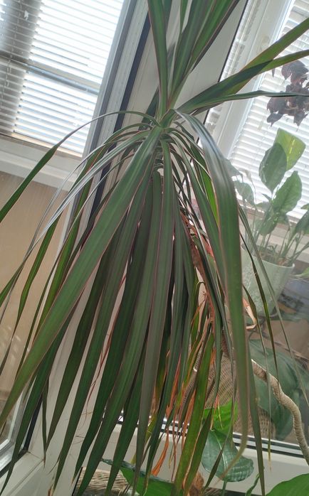 Продам домашние растения