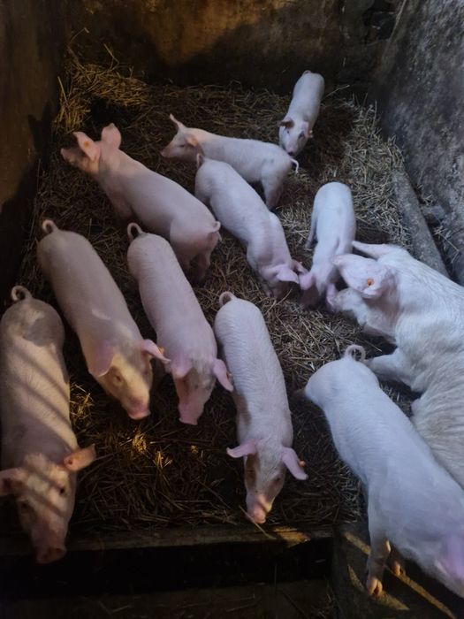 Prosiaki prosięta warchalki