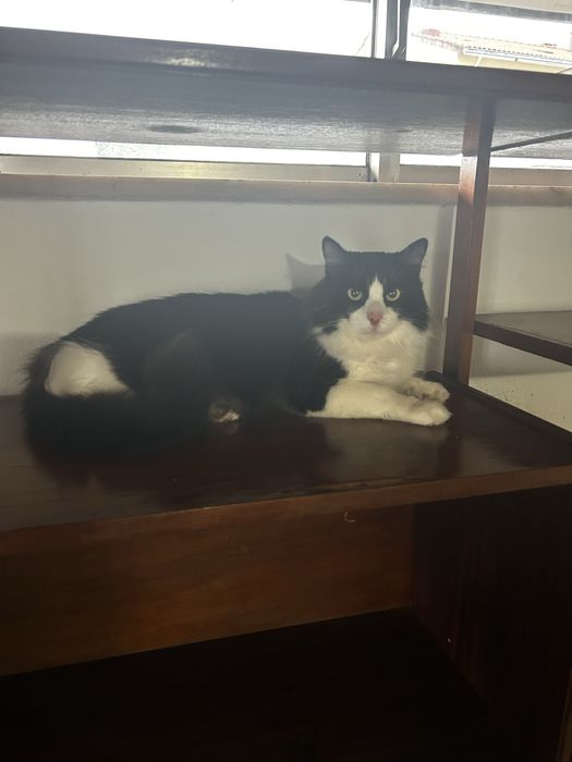 Adoção-Gatinho Europeu Macho