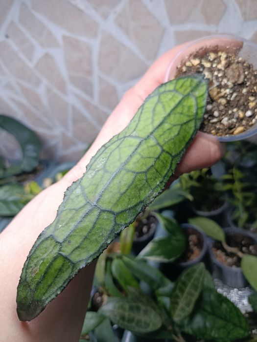 Hoya, Nabawanensis variegated,compacta Mauna Loa