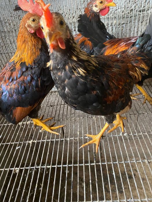 Perus/frangos/garnisos/gansos e ovos