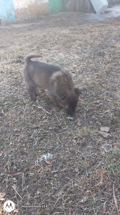 Цуценята Безскоштовно