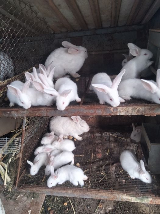 Продаю кролів Білий Панон