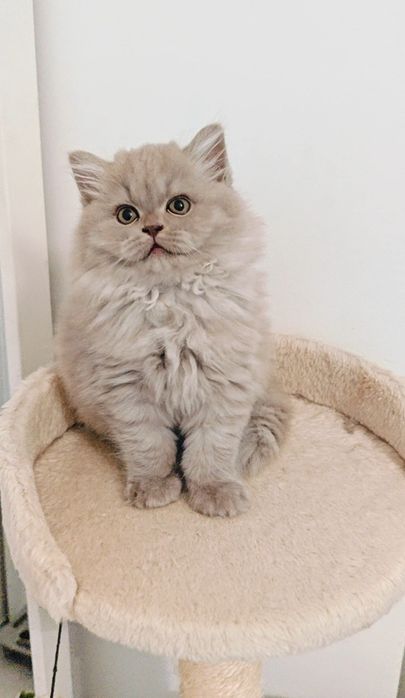 Macho British Longhair  Lilac